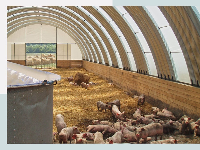 Строительство свинарников в Карталах