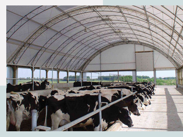 Тентовые коровники в Карталах